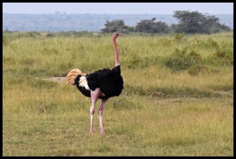 Common Ostrich